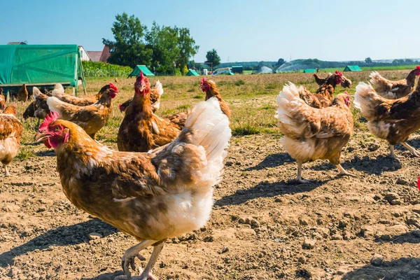 Free range chicken on a traditional poultry farm