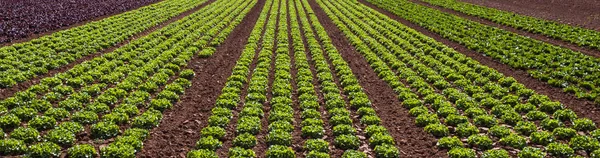 Ekmeğiiçine marul salata plantation, yeşil organik sebze yaprakları