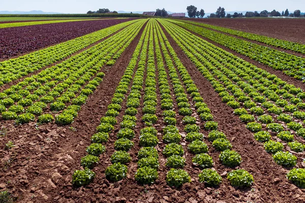 Butterhead Saláta Saláta Ültetvény Zöld Szerves Növényi Levelek — Stock Fotó