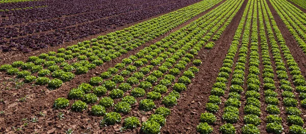 Butterhead Saláta Saláta Ültetvény Zöld Szerves Növényi Levelek — Stock Fotó