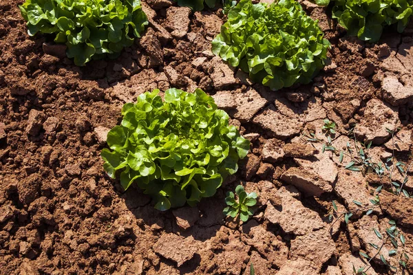 Butterhead Sałata Sałatka Plantacji Organicznych Warzyw Zielonych Liści — Zdjęcie stockowe