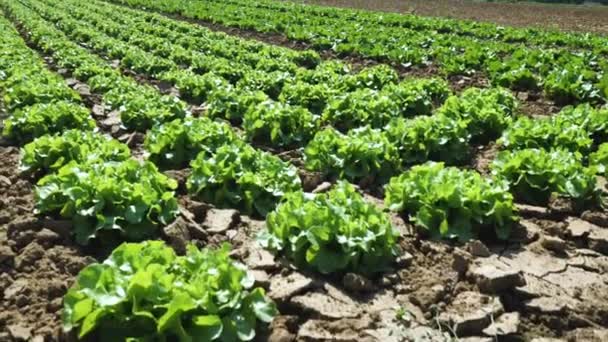 Butterhead Sla Salade Plantage Groene Biologische Plantaardige Verlaat — Stockvideo