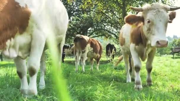Manada Vacas Campo Verde Verano — Vídeos de Stock
