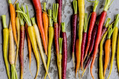 Gri arka planda taze havuç manzarası. Sebze çeşitleri.