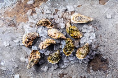 Gri yüzeyde buz küplerindeki lezzetli istiridyelerin üst görüntüsü 