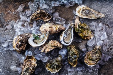 Buzlu istiridye manzarası. 