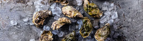 Bovenaanzicht Van Heerlijke Oesters Ijsblokjes Grijs Oppervlak — Stockfoto