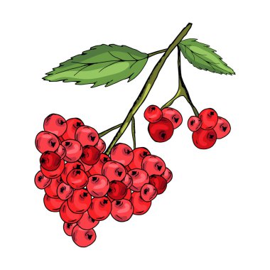 Yabanmersini. Yararlı Yagoda'da. Lezzetli. Tasarımlarınız için. Yazdırma, etiket.