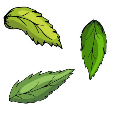 Yeşil yaprak. Dekoratif unsur. Kullanmak için. Parlak. El çizimi.