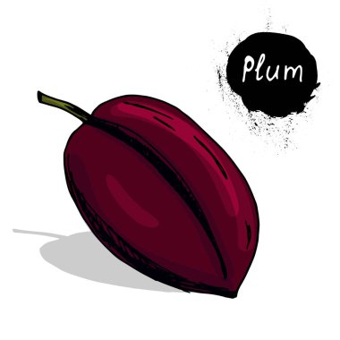 Erik. Yararlı meyve ve çilek. El çizimi. Kapak. T-shirt üzerine baskı için. Etiket. Yazdırın. Tasarımlarınız için.