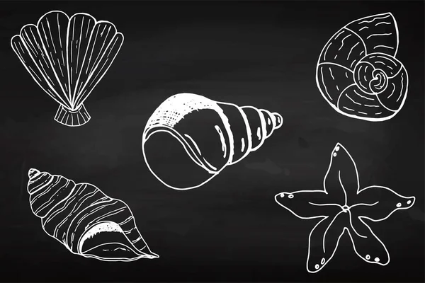 Set of seashells on a chalk board. Hand drawing. Summer concept. — Stock vektor