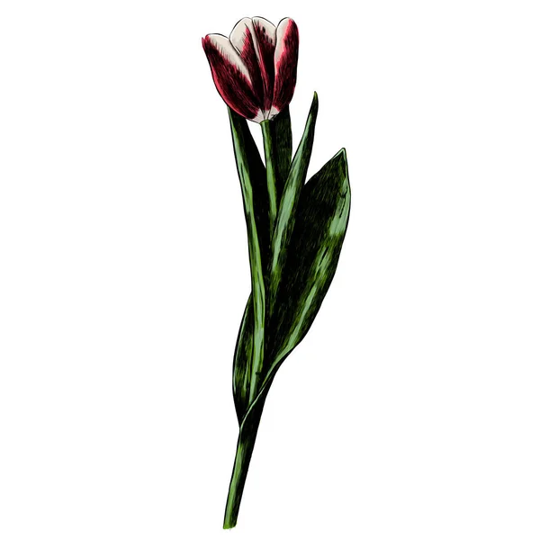 Flor de esboço realista. Tulipa. Imprimir para t-shirt, estojo do telefone. Para seu uso . — Vetor de Stock