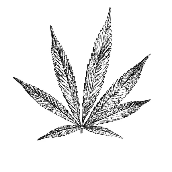 Illustration botanique vectorielle. Du chanvre. Croquis réaliste du cannabis. Pour votre design. — Image vectorielle
