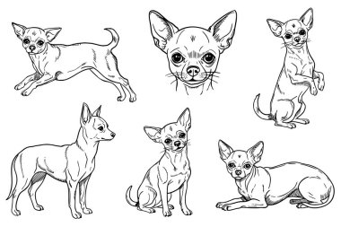 Çeşitli pozlarda altı tane Chihuahua köpeği resmi. Çizimler, türlerin ayırt edici özelliklerini ve oyuncu doğasını vurgular..