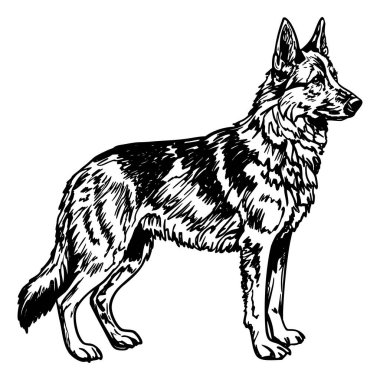 Ayakta duran bir Alman çoban köpeğinin detaylı bir çizimi. Köpeğin güçlü fiziğini ve tetikte ifadesini gösteren siyah ve bronz renklerin karışımından oluşan kalın bir ceketi var..