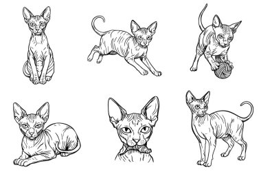 Çeşitli pozlarda altı Sphynx kedisi eskizi. Kediler tüysüzlük ve büyük kulaklar gibi farklı özellikler sergilerler..