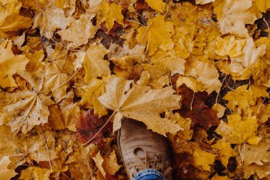 sonbahar ormanın yürüyüş