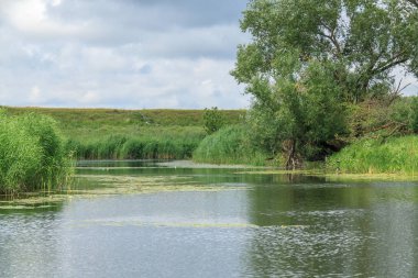 Bir ağaç küçük bir nehir.