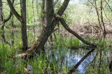 Bir orman bataklık yansıması ile.