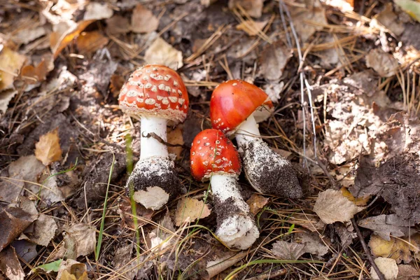 三在秋叶上飞木耳蘑菇 — 图库照片