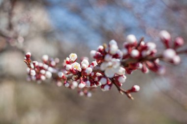 Baharda çiçek açan kayısı ağacı