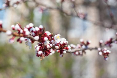 Baharda çiçek açan kayısı ağacı