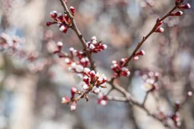Baharda çiçek açan kayısı ağacı