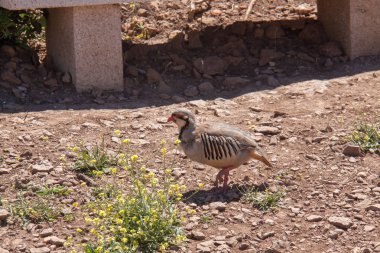 Cape Sounion'da keklik, Yunanistan