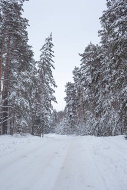 Karlı kış çamı ormanı