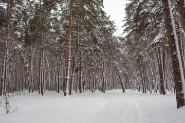 Karlı kış çamı ormanı