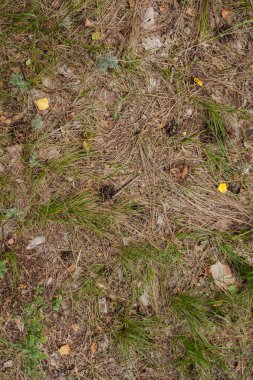 Eski çam iğneleri ve konileri ile orman zemin