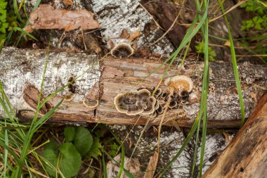 Mantar ile Huş günlüğü