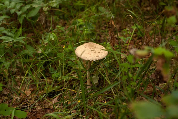 Paddenstoel Het Bos — Stockfoto