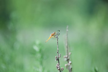 Yusufçuğun yakın plan görüntüsü