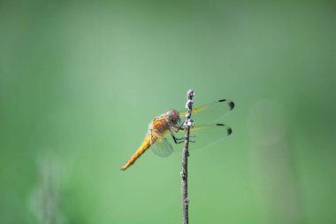 Yusufçuğun yakın plan görüntüsü