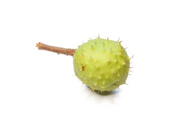 Kestane beyaz bir arkaplanda izole edilmiş