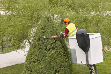 Donanımlı işçisi budama ağaca bir vinç. Bahçe işleri