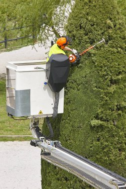 Donanımlı işçisi budama ağaca bir vinç. Bahçe işleri