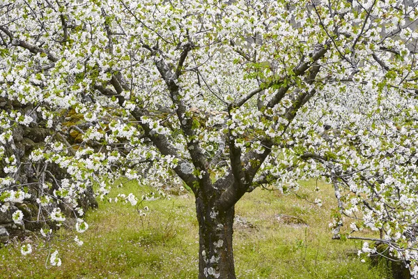 Cherry Blossom Jerte Valley Caceres Spring Spain Season — Stock Photo, Image