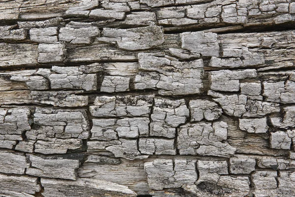 树树皮表面 纹理的木质背景 — 图库照片