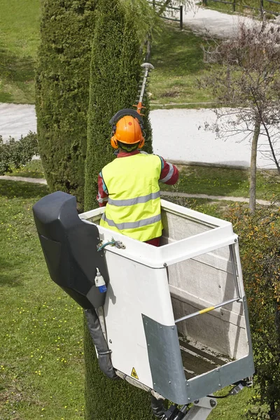 Trabajador Equipado Poda Árbol Una Grúa Trabajos Jardinería — Foto de Stock