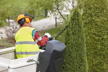 Donanımlı işçisi budama ağaca bir vinç. Bahçe işleri