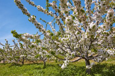 Jerte Valley, Caceres kiraz çiçeği. Bahar İspanya. Sezon