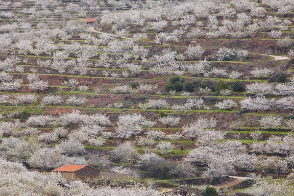 Cherry blossom in Jerte Valley hills, Caceres. Spring Spain. Seasonal