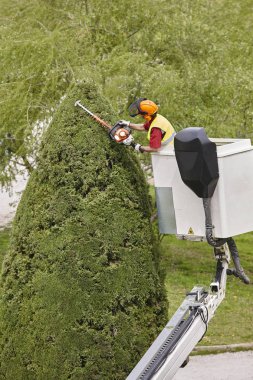 Donanımlı işçisi budama ağaca bir vinç. Bahçe işleri
