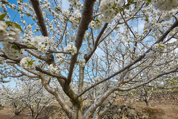 Cherry blossom in Jerte Valley, Caceres. Spring in Spain. Season