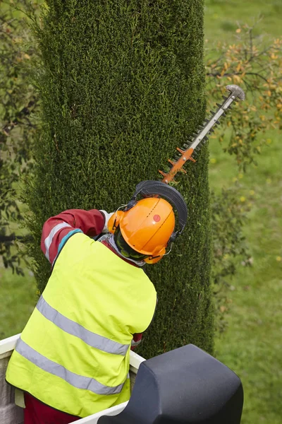 Donanımlı işçisi budama ağaca bir vinç. Bahçe işleri