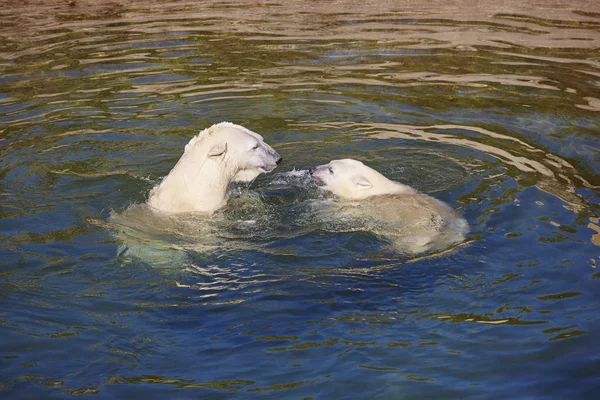 Jegesmedve Úszás Kölyök Vízben Vadon Élő Állatok — Stock Fotó
