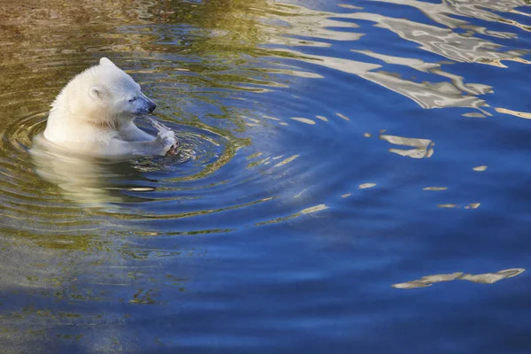 Jegesmedve Kölyök Eszik Víz Vadon Élő Állatok Háttér Vízszintes — Stock Fotó
