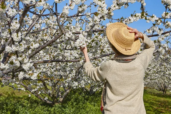 Femme Fleur Cerisier Jerte Valley Caceres Printemps Espagne — Photo
